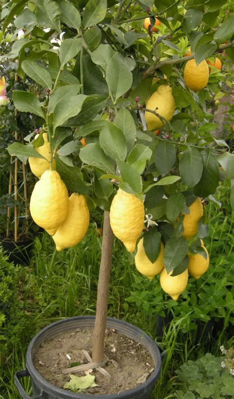 Come piantare un albero di limone